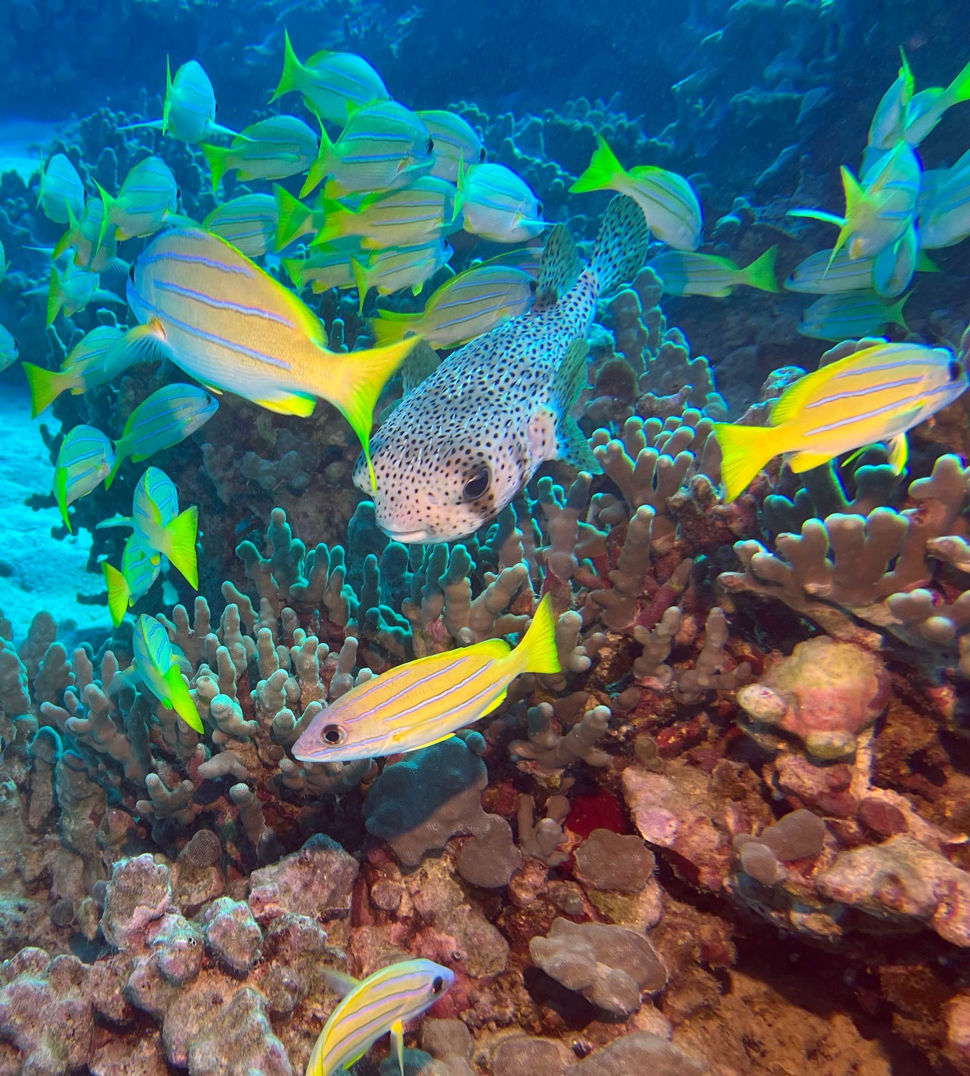 A group of fish are swimming in a coral reef.