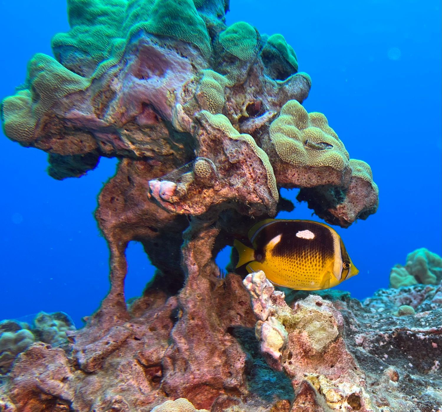A fish is swimming near a coral reef in the ocean