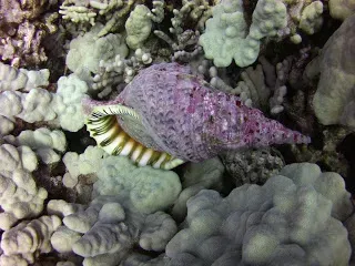 A purple sea shell is sitting on top of a coral reef.