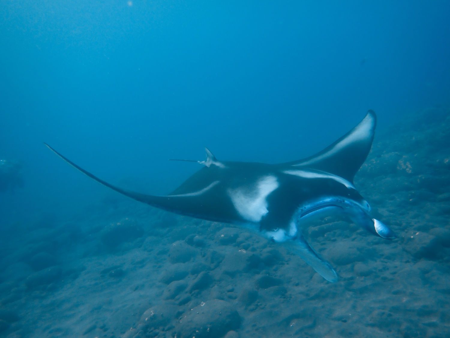 Manta ray gliding underwater over a rocky seafloor in blue ocean water