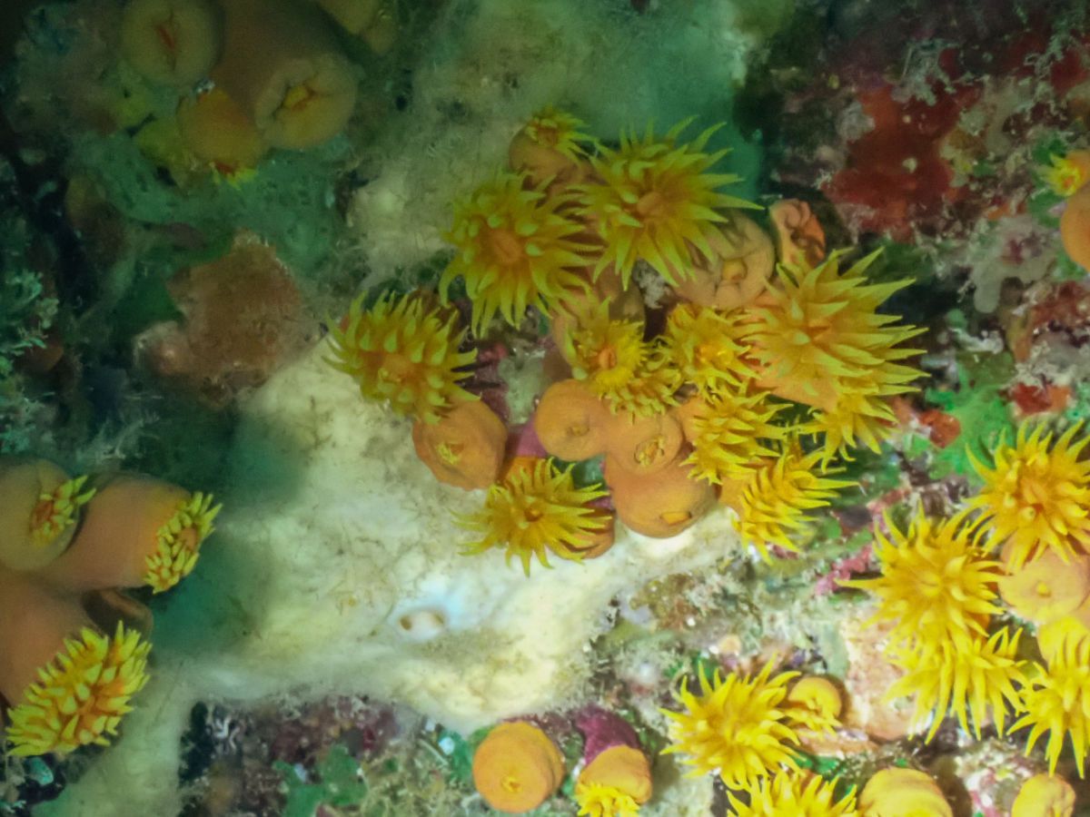 Yellow and orange sea anemones clustered on a coral reef underwater