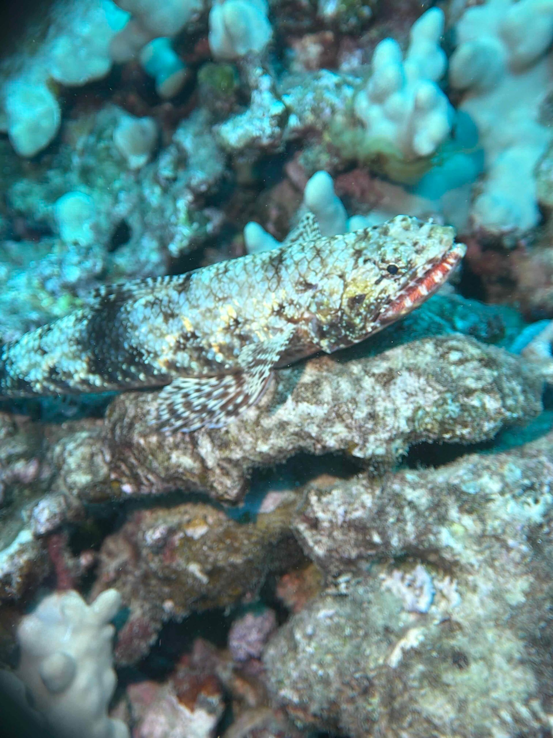 An orangemouth lizardfish lying motionless on rubble, its mottled body nearly matching the bottom beneath it