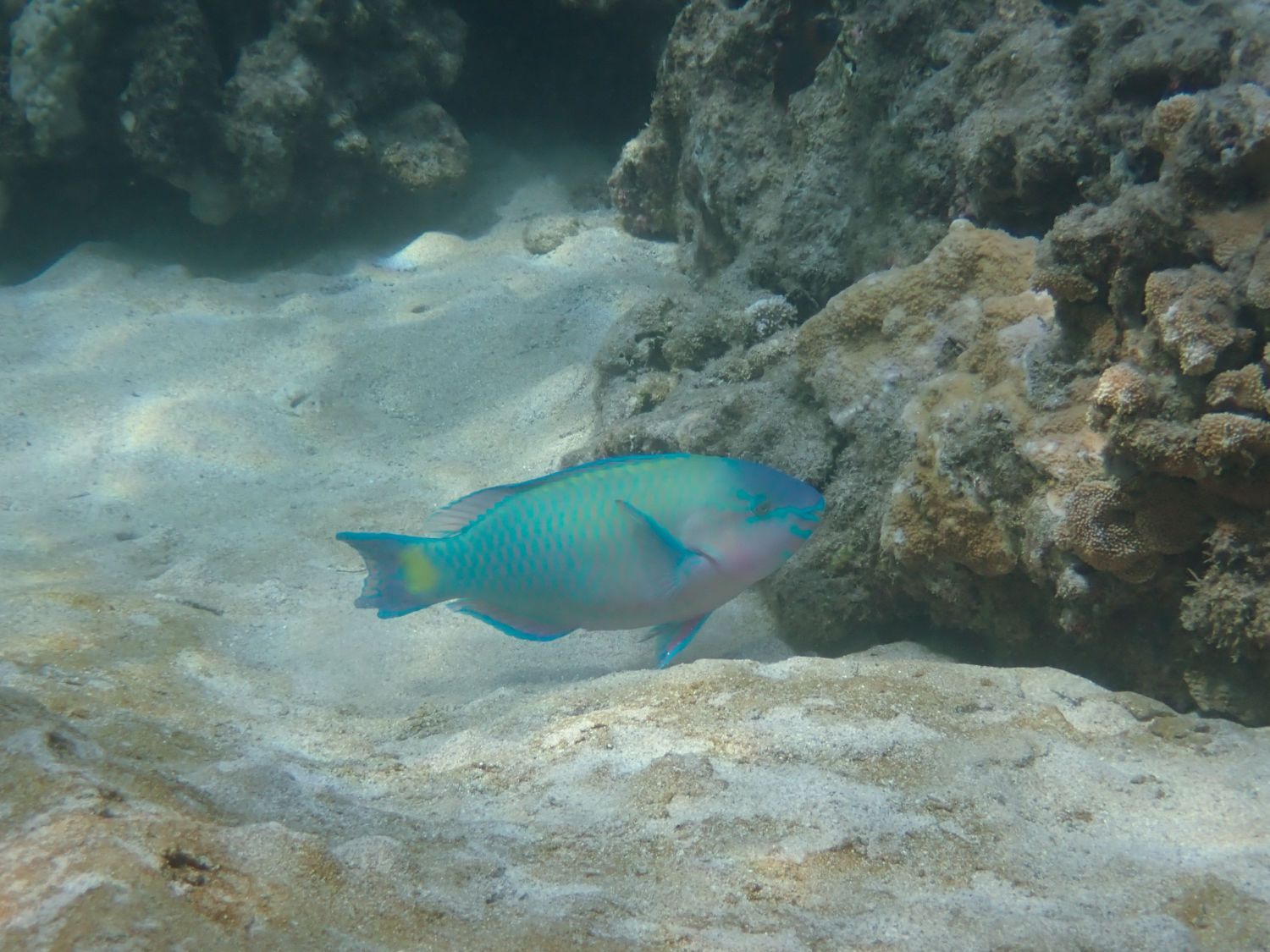 Turquoise parrot fish swimming over a sandy reef beside coral rocks