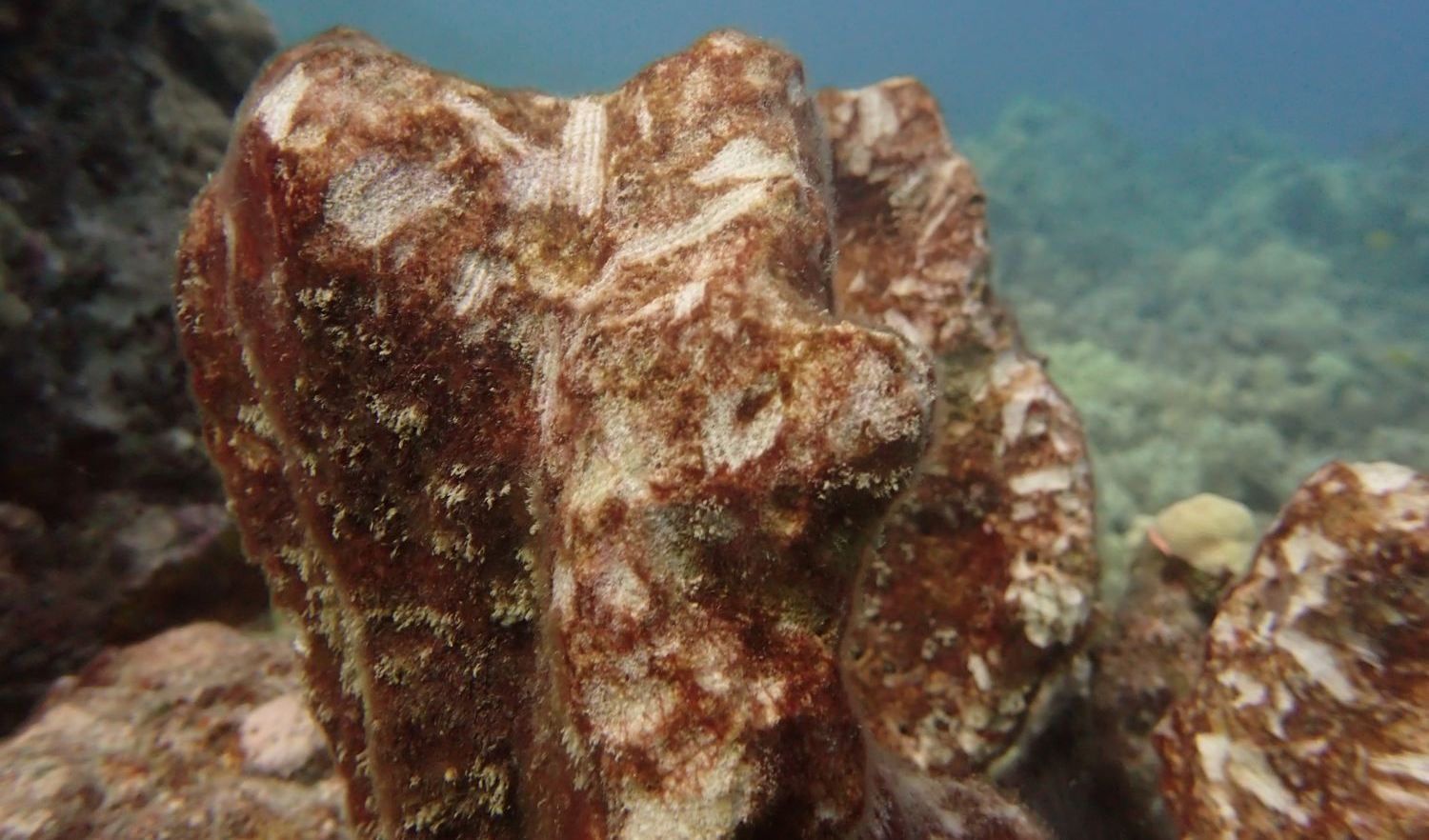 Pale scrape marks left across the hard surface of a coral reef by feeding parrotfish