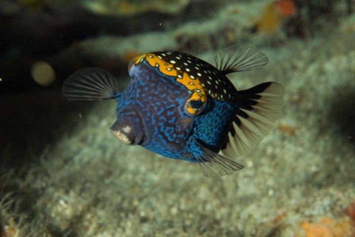A blue and yellow fish is swimming in the water.