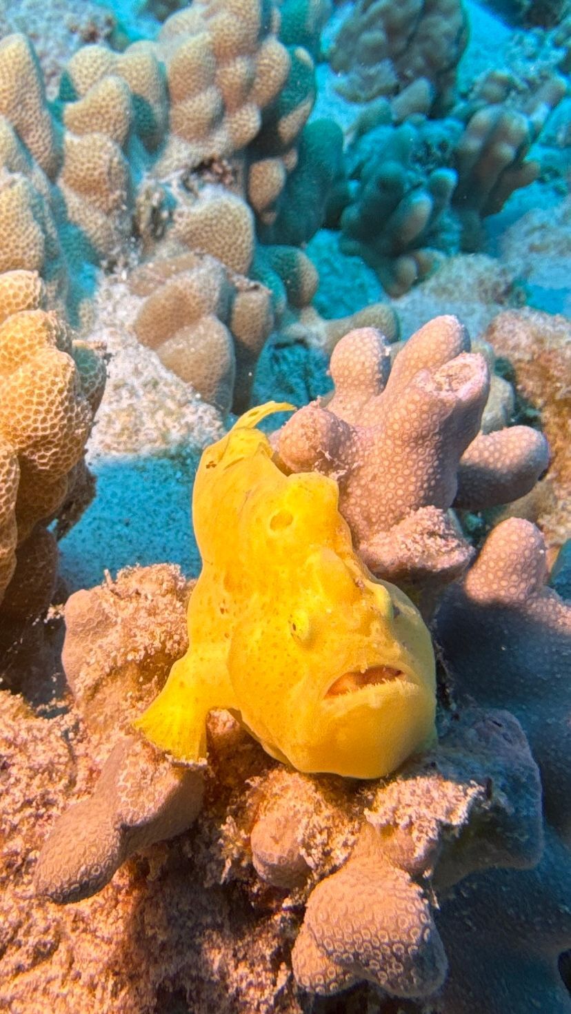 A yellow fish is sitting on top of a coral reef.
