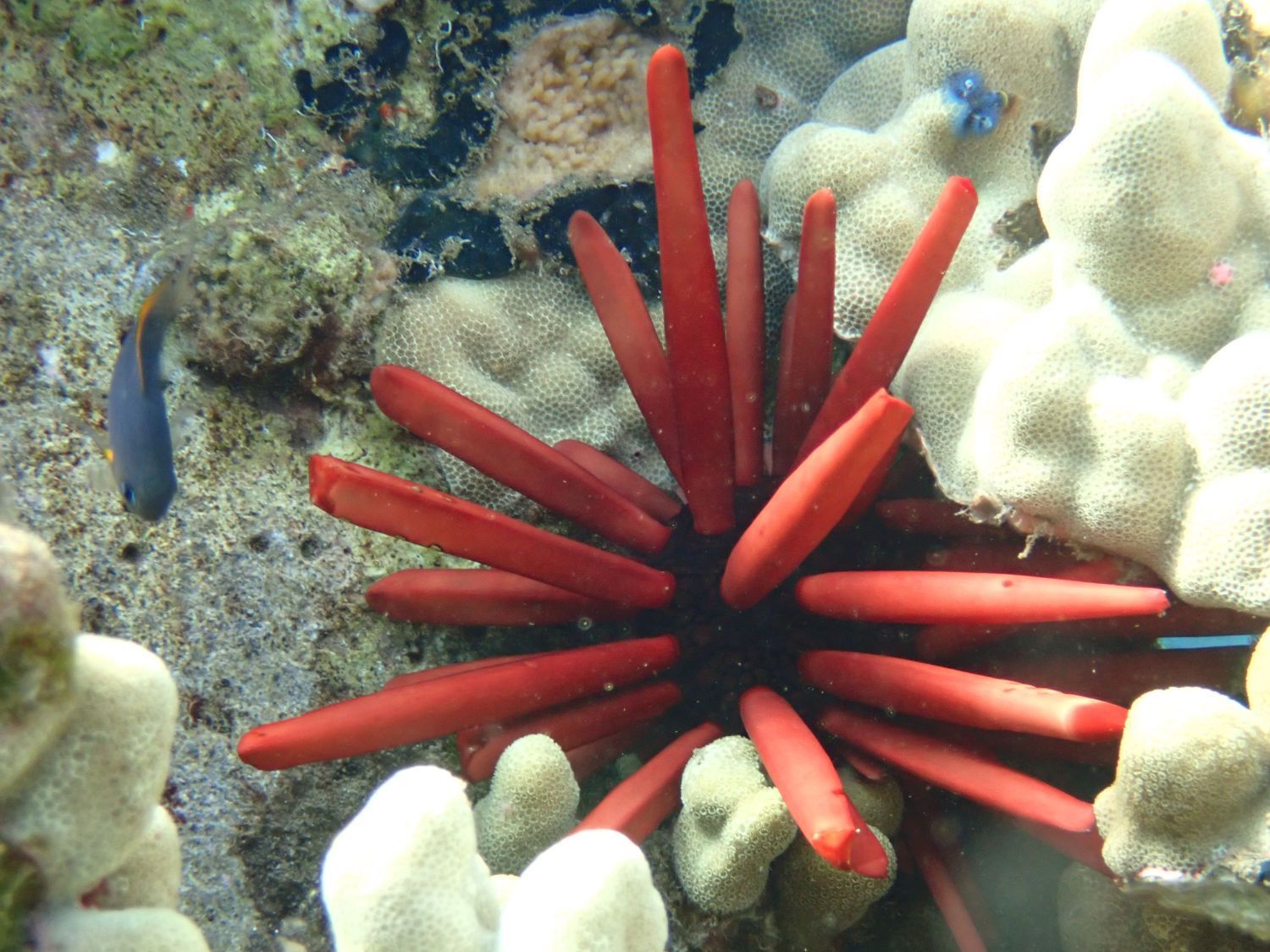 Red pencil sea urchin among pale coral on a rocky ocean reef