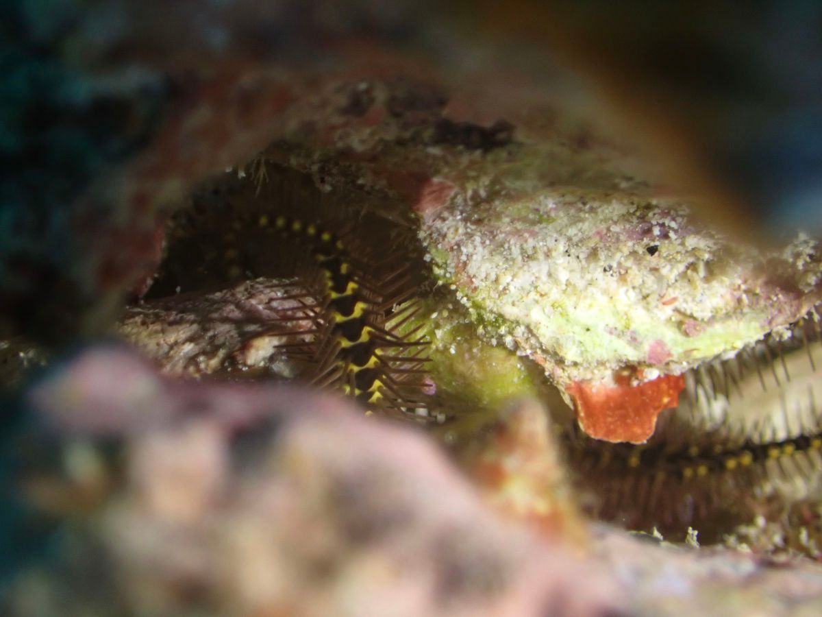 Close-up of a camouflaged fish among rocks, with mottled green and brown scales and an orange fin.