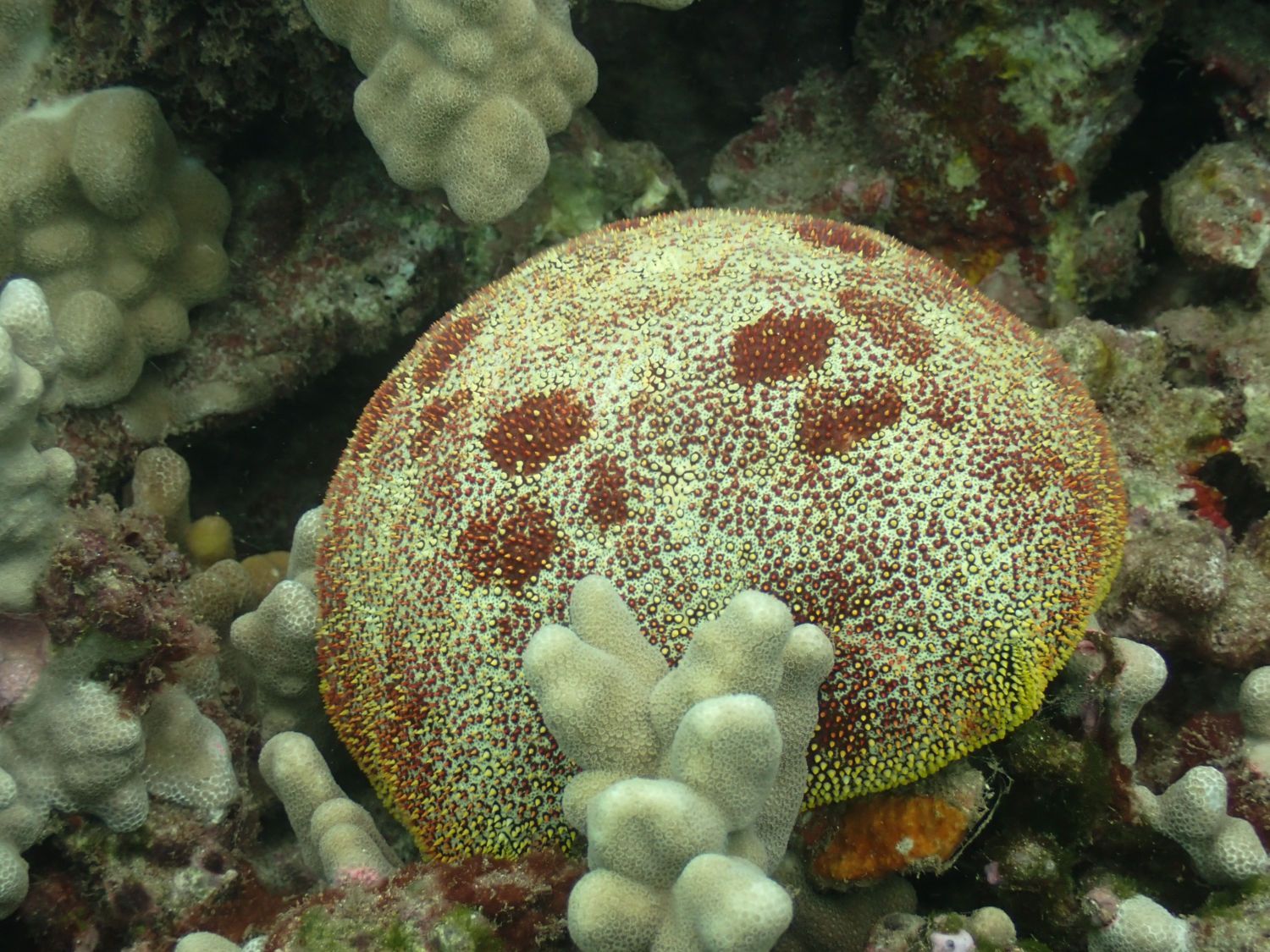 A thick, pillow-shaped cushion sea star resting on Hawaiian reef rock