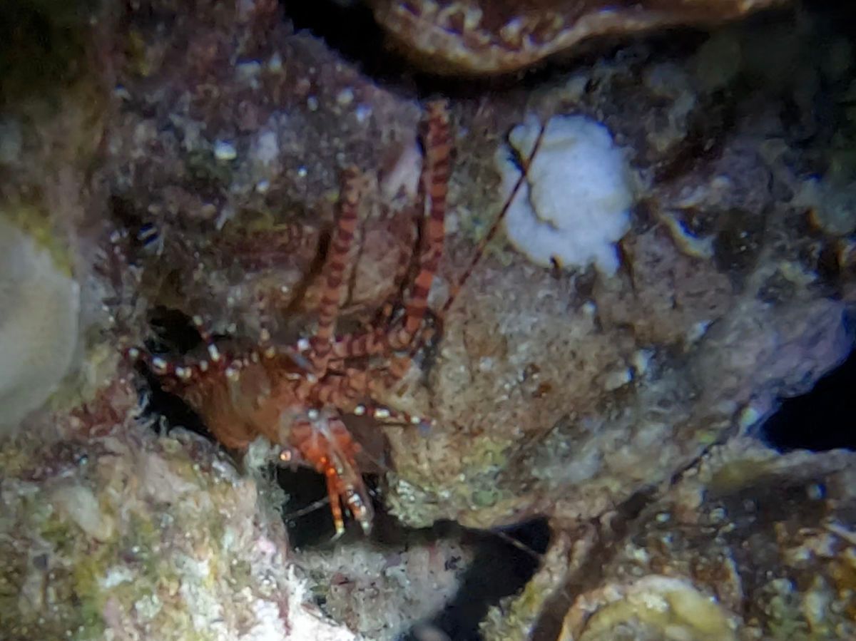 Shrimp Marbled hidden among rocks and coral in underwater scene