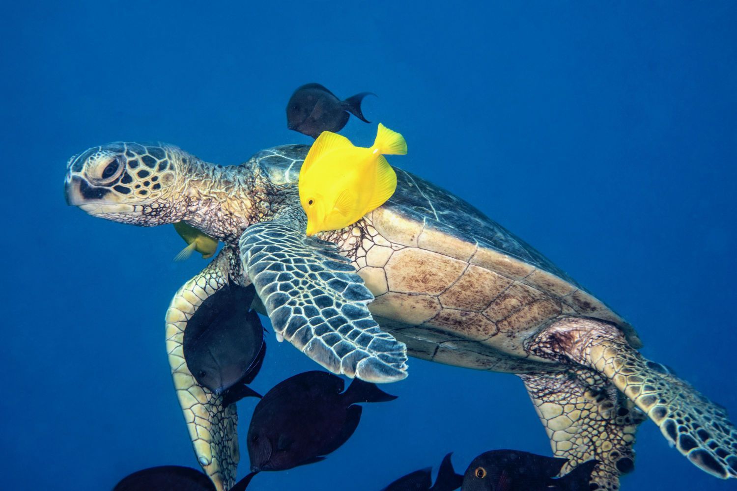 A sea turtle with a yellow fish on its back