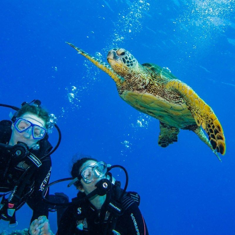 Two scuba divers are looking at a sea turtle in the ocean