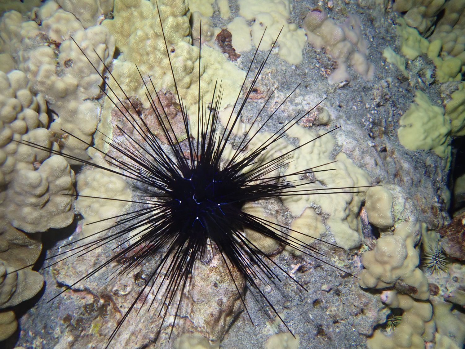 Urchin Longspined Black urchin on a rocky seabed with pale coral-like formations.