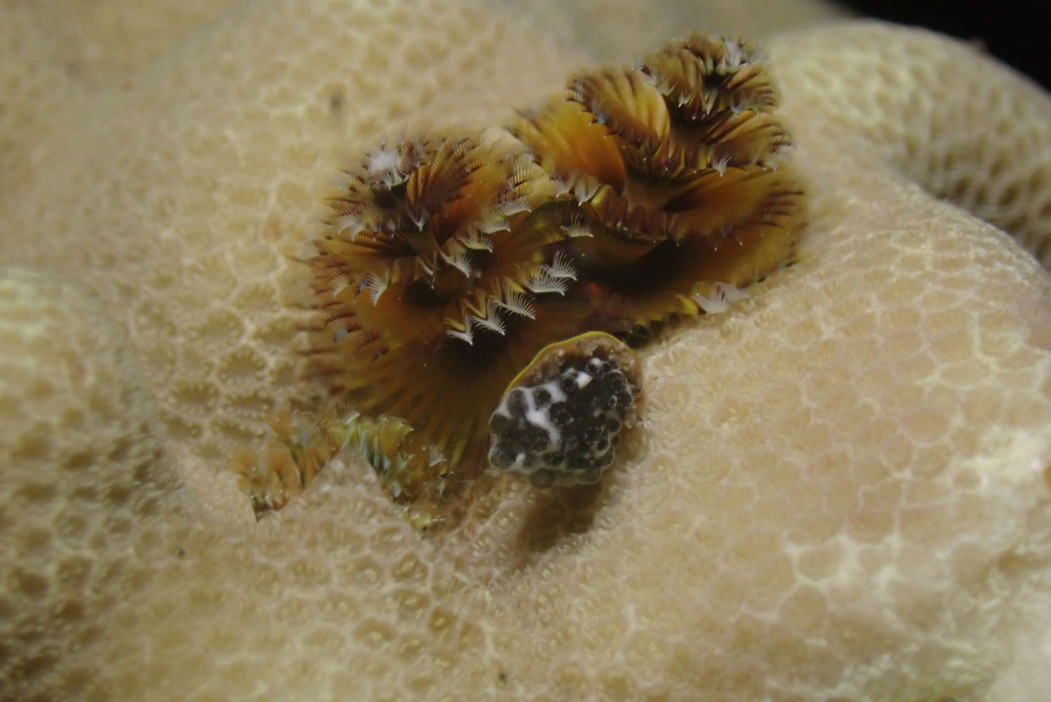 Close-up of a Worm Christmas Tree