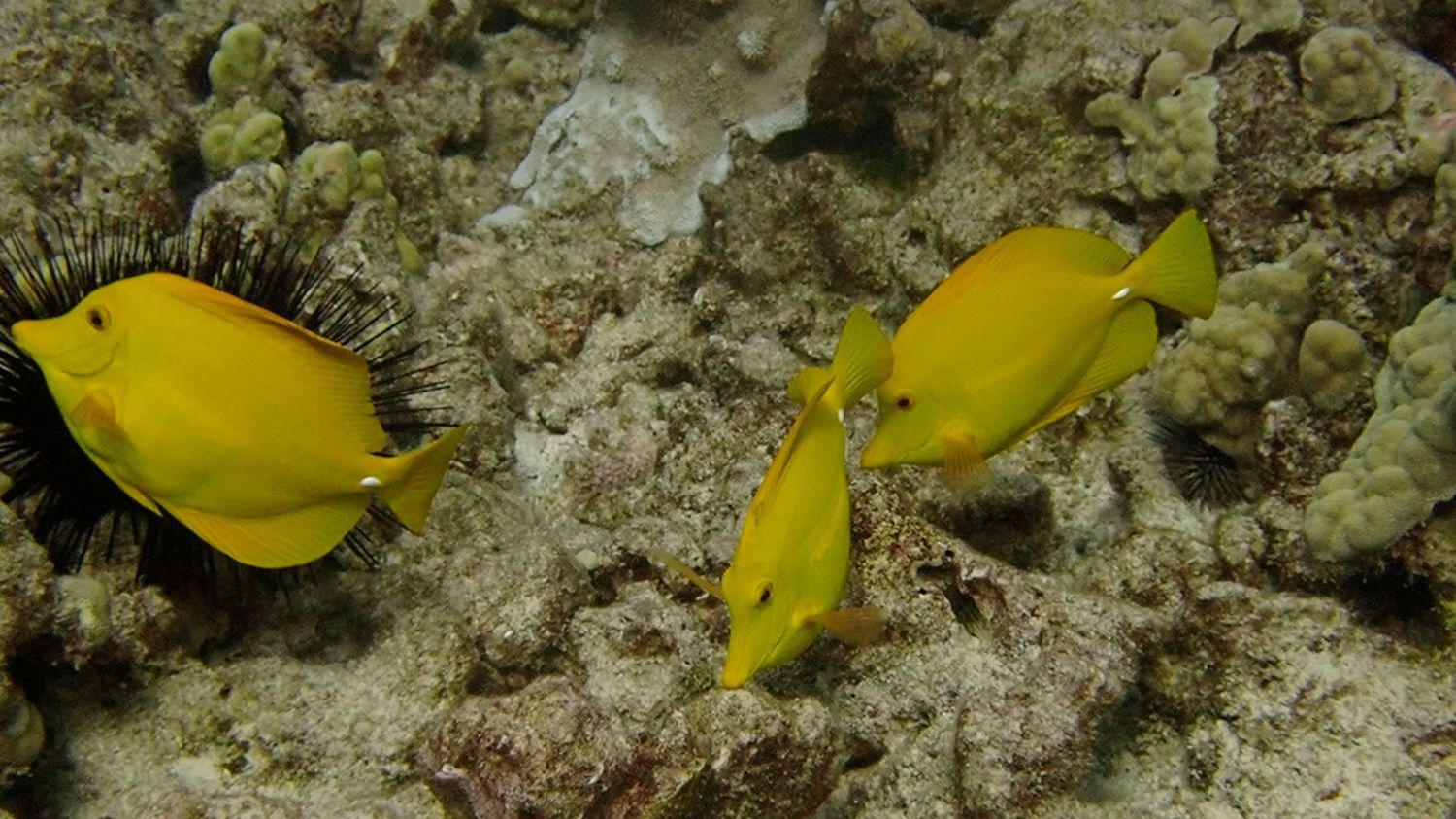 Three yellow tang fish swimming over a rocky coral reef