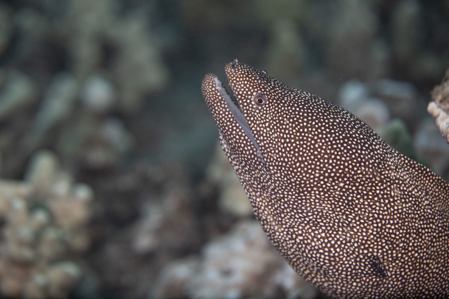 A close up of a moray eel swimming in the ocean.