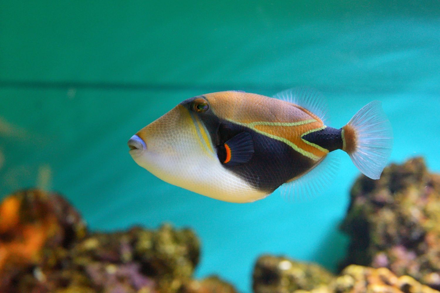 A clown fish is swimming in a tank of water.