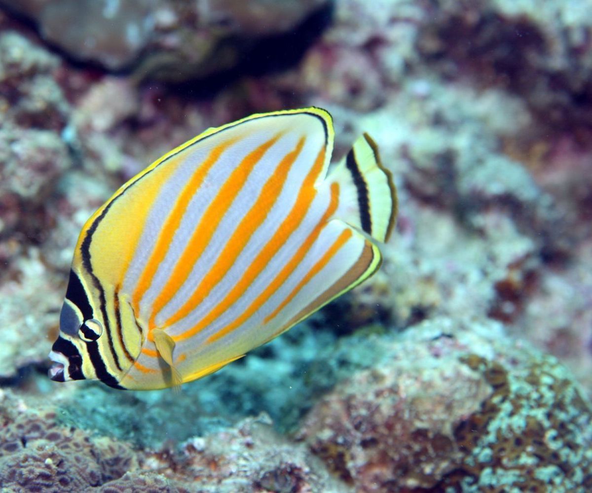 A fish with yellow and white stripes is swimming in the water