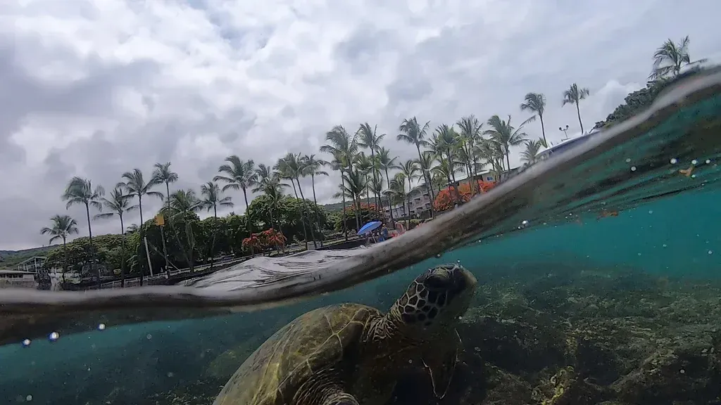 A sea turtle is swimming in the ocean near a coral reef.