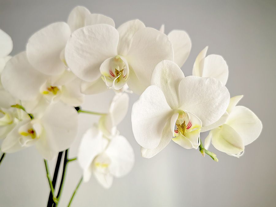 white orchid flowers on gray background