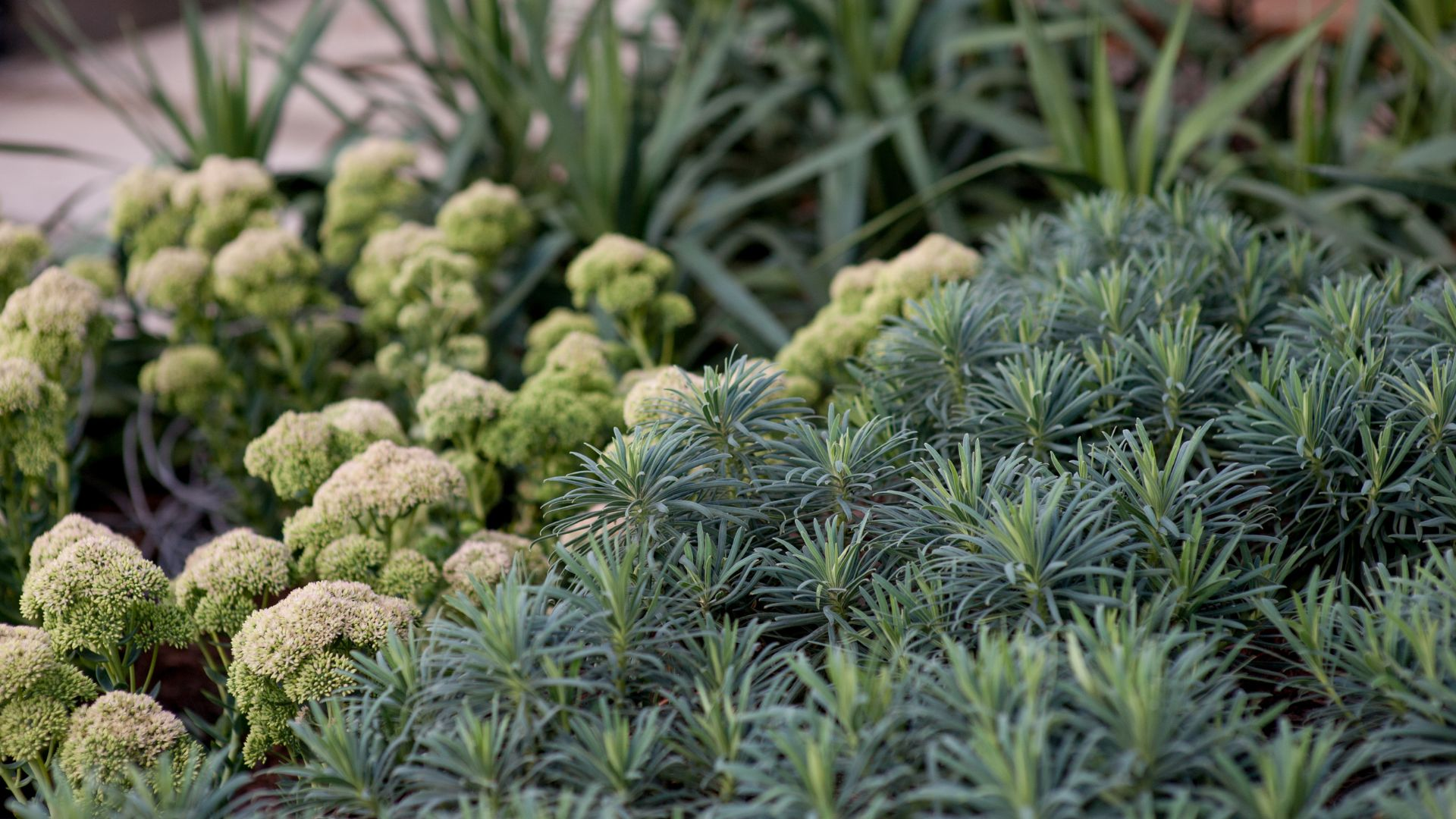 Planting