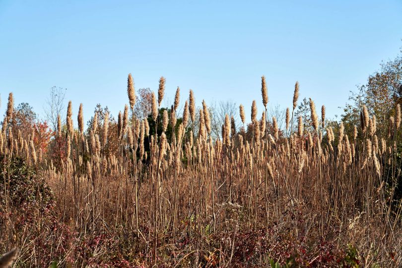 Dry field of tall brown grasses and seed heads under a clear blue sky
