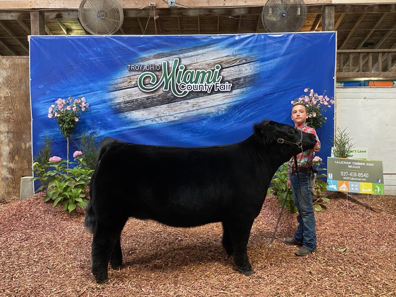 Show Steers, Show Heifers Shane Show Cattle, OH