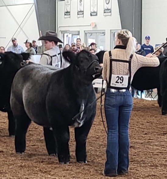 Show Steers, Show Heifers Shane Show Cattle, OH