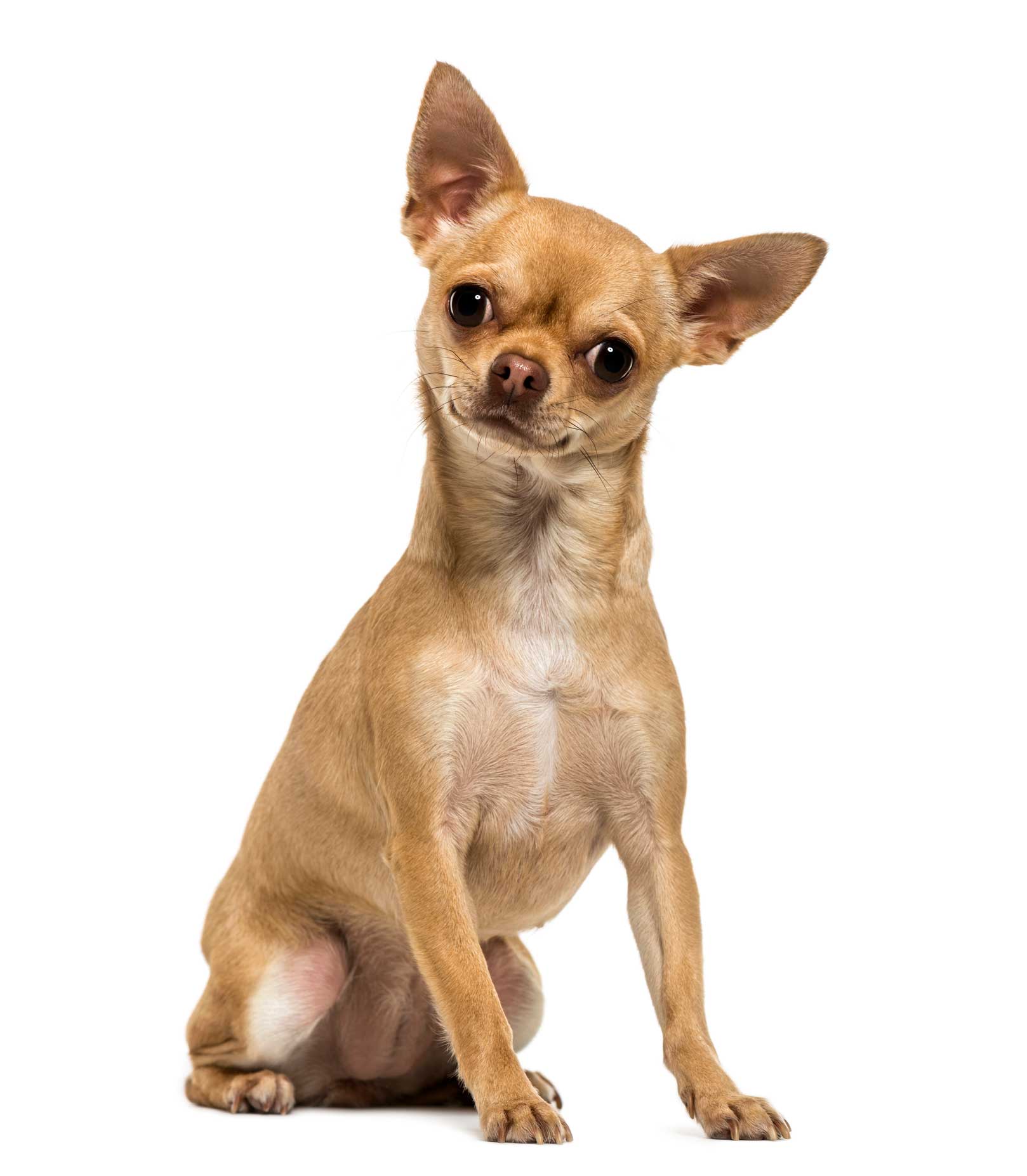 Beautiful Chihuahua — Hamilton, OH — Dixie Animal Clinic
