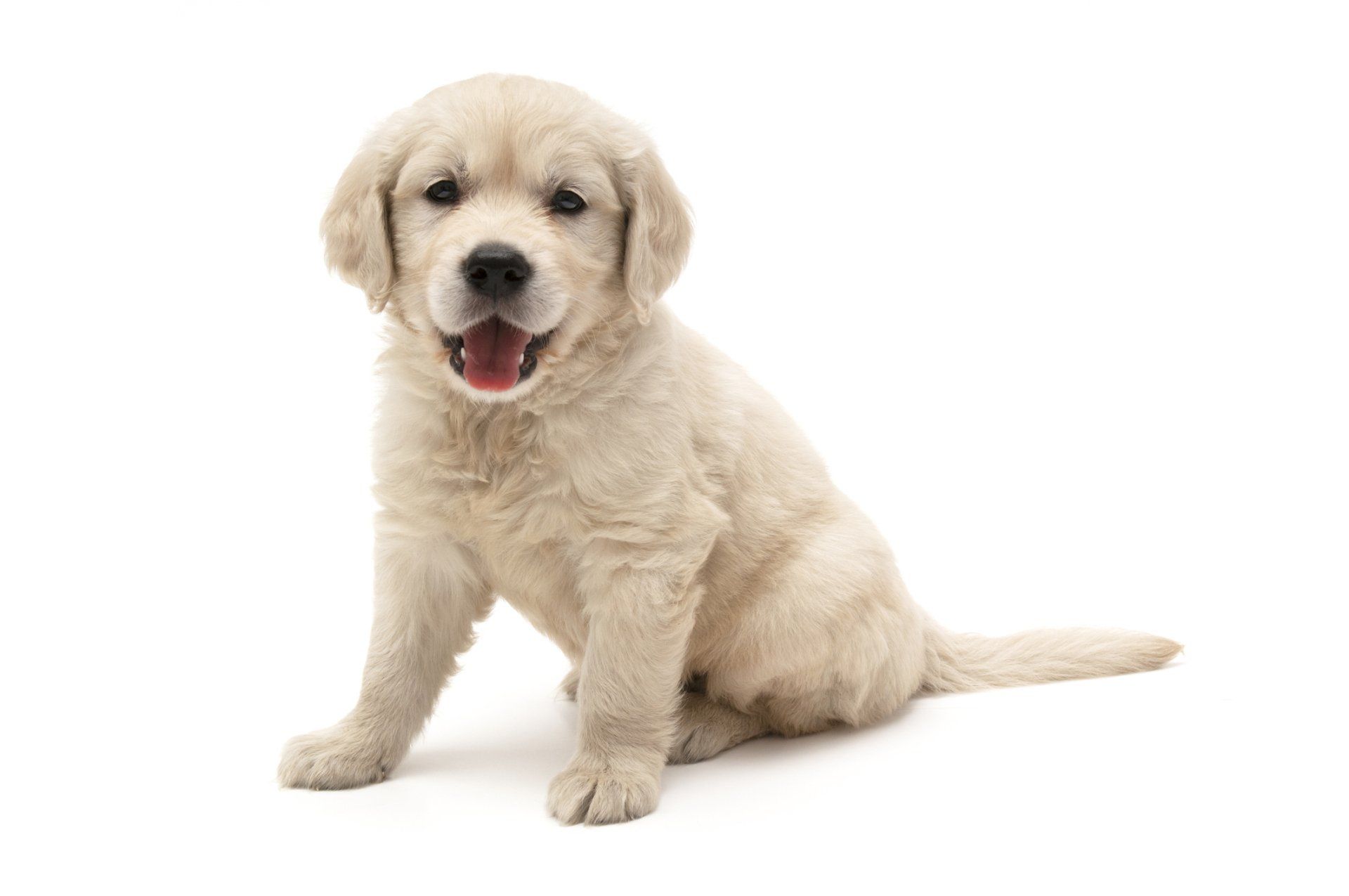 Beautiful Labrador — Hamilton, OH — Dixie Animal Clinic