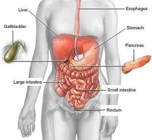 Human Body Human Body