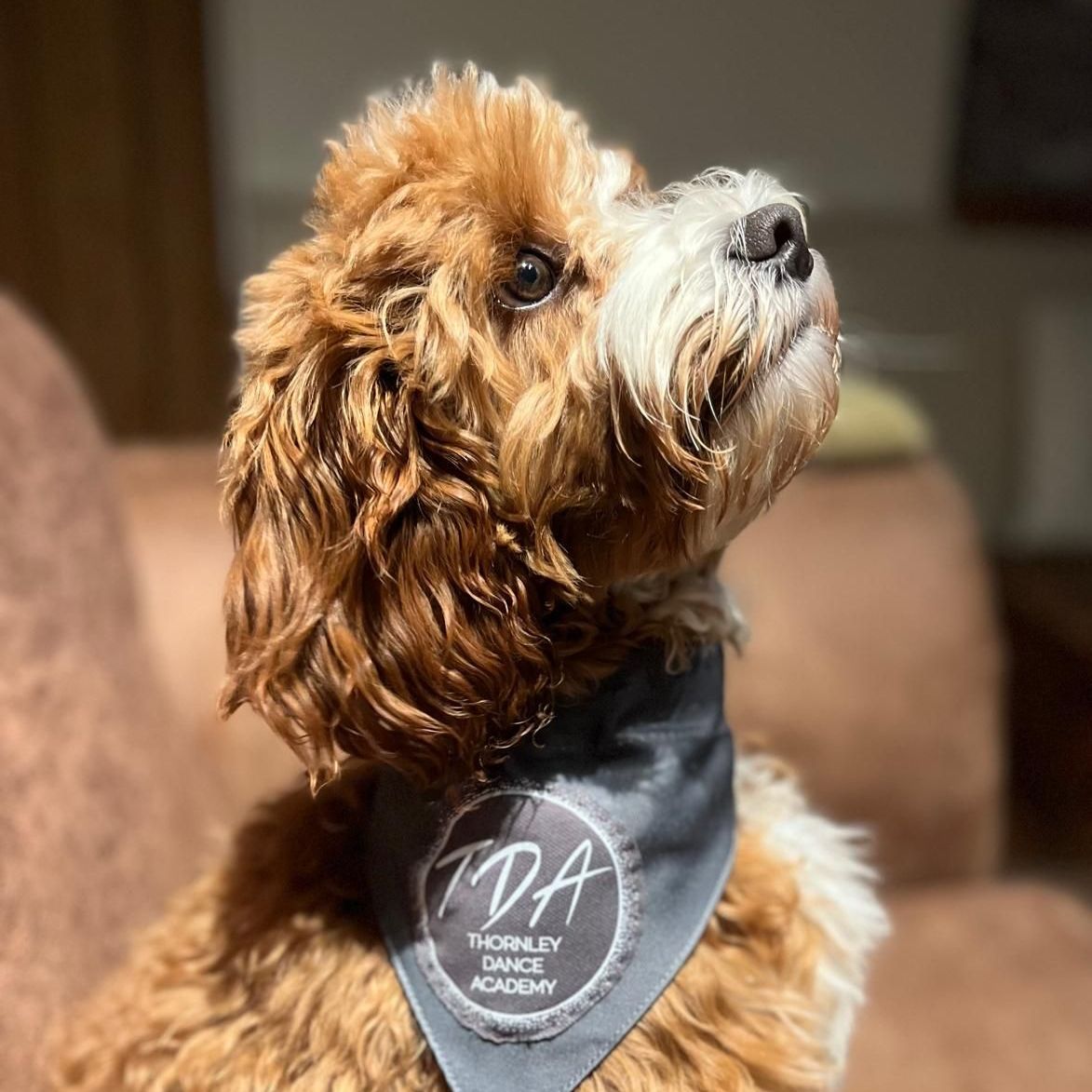 A brown and white dog wearing a bandana is sitting on a couch.