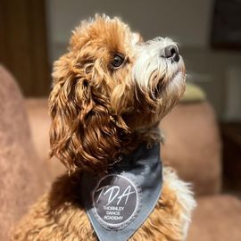 A brown and white dog wearing a bandana is sitting on a couch.
