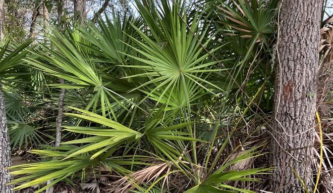 underbrush clearing