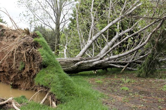 Storm Debris