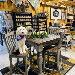 White dog in a purple bandana sits on a chair at a rustic café table inside a country store.