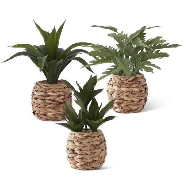 Three small green potted plants in woven wicker baskets on a white background
