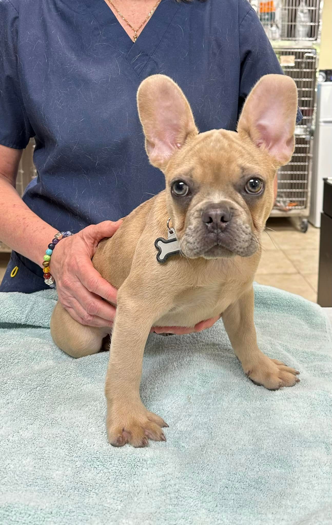 Dog #7 — Cooper City, FL — Four Paws Animal Hospital