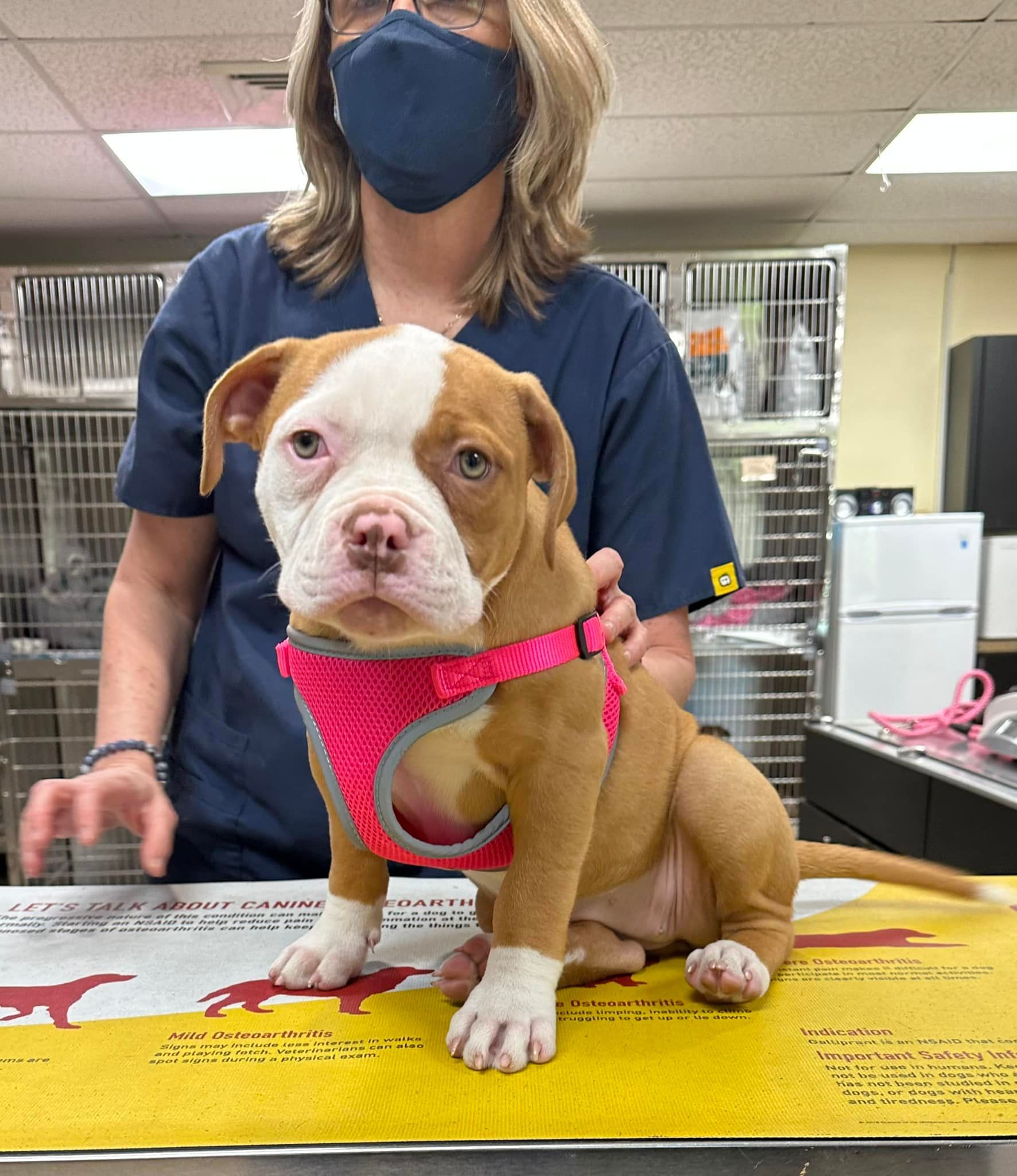 Dog #4 — Cooper City, FL — Four Paws Animal Hospital