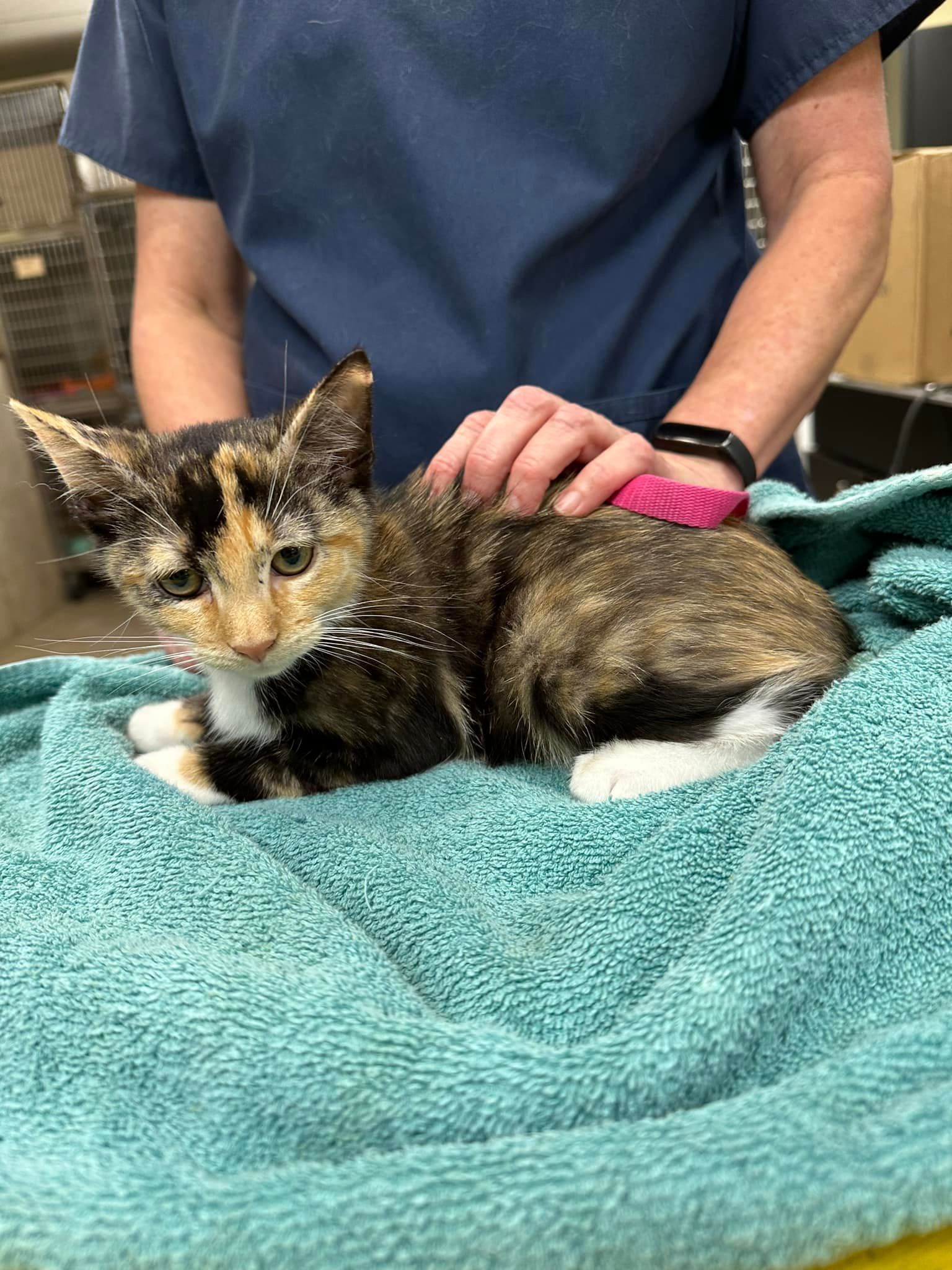 Amazing Cat — Cooper City, FL — Four Paws Animal Hospital