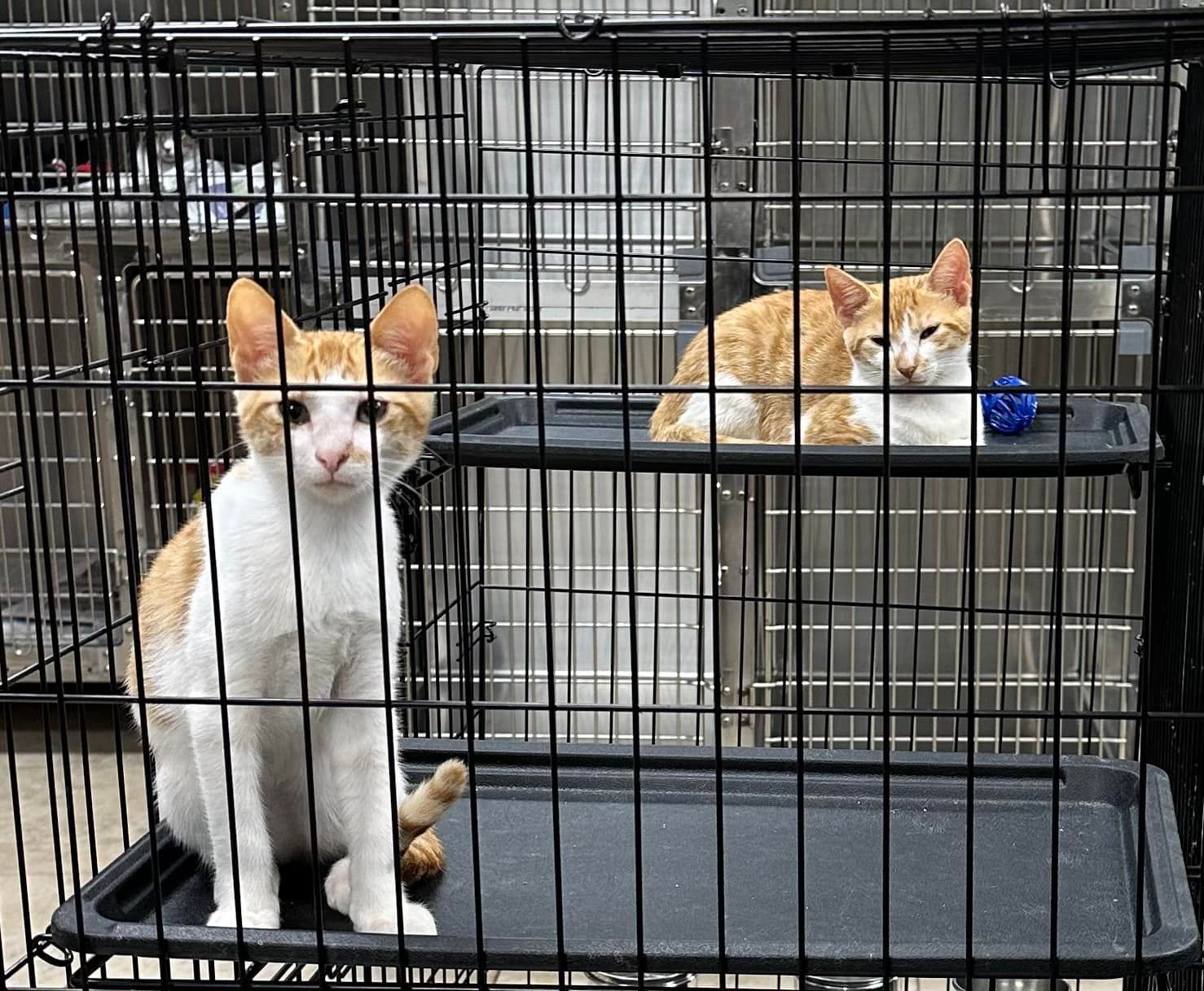 Two Cats — Cooper City, FL — Four Paws Animal Hospital