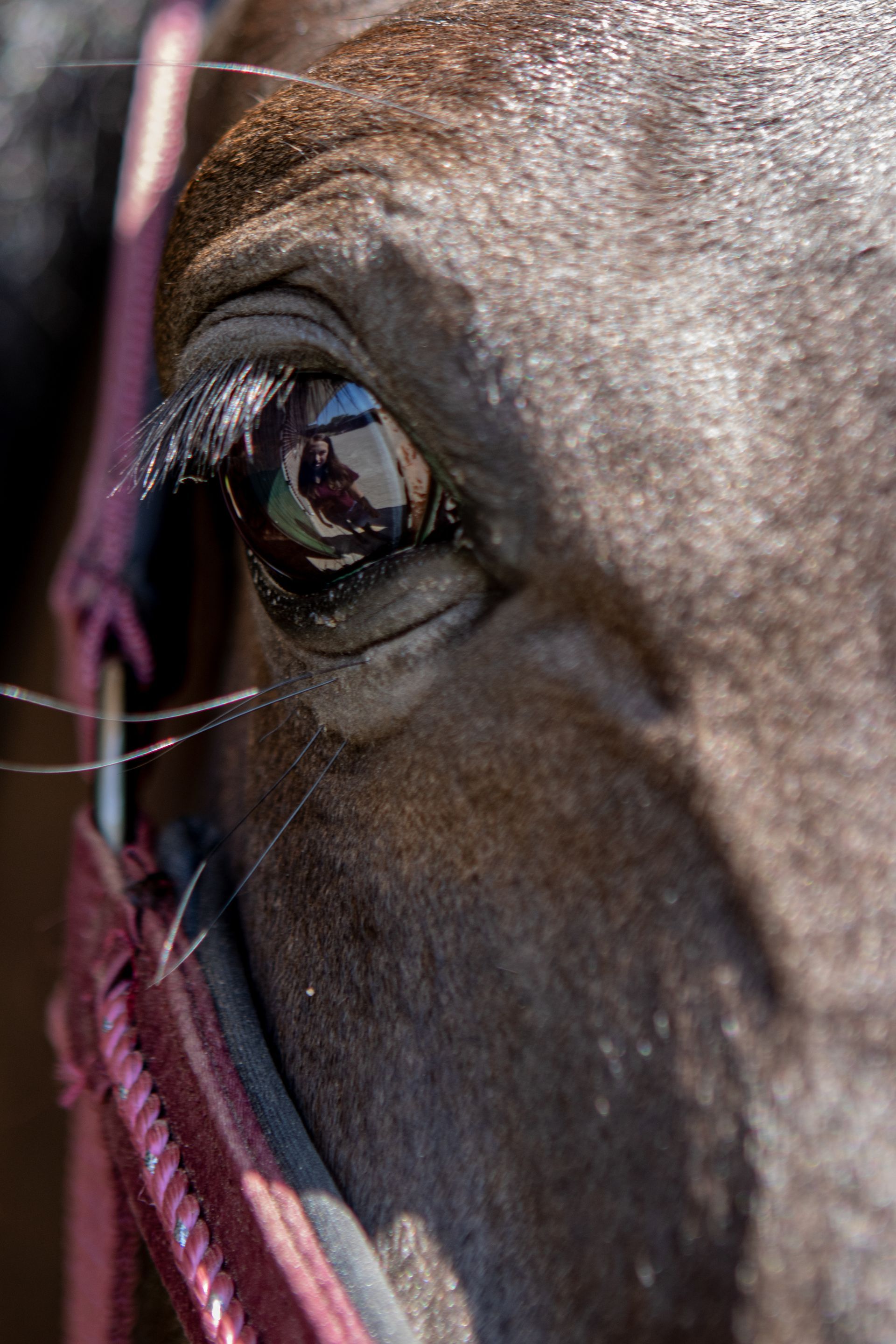 Close-up van het oog van een donker paard; weerspiegeling in het oog, lange wimpers, roze halster.
