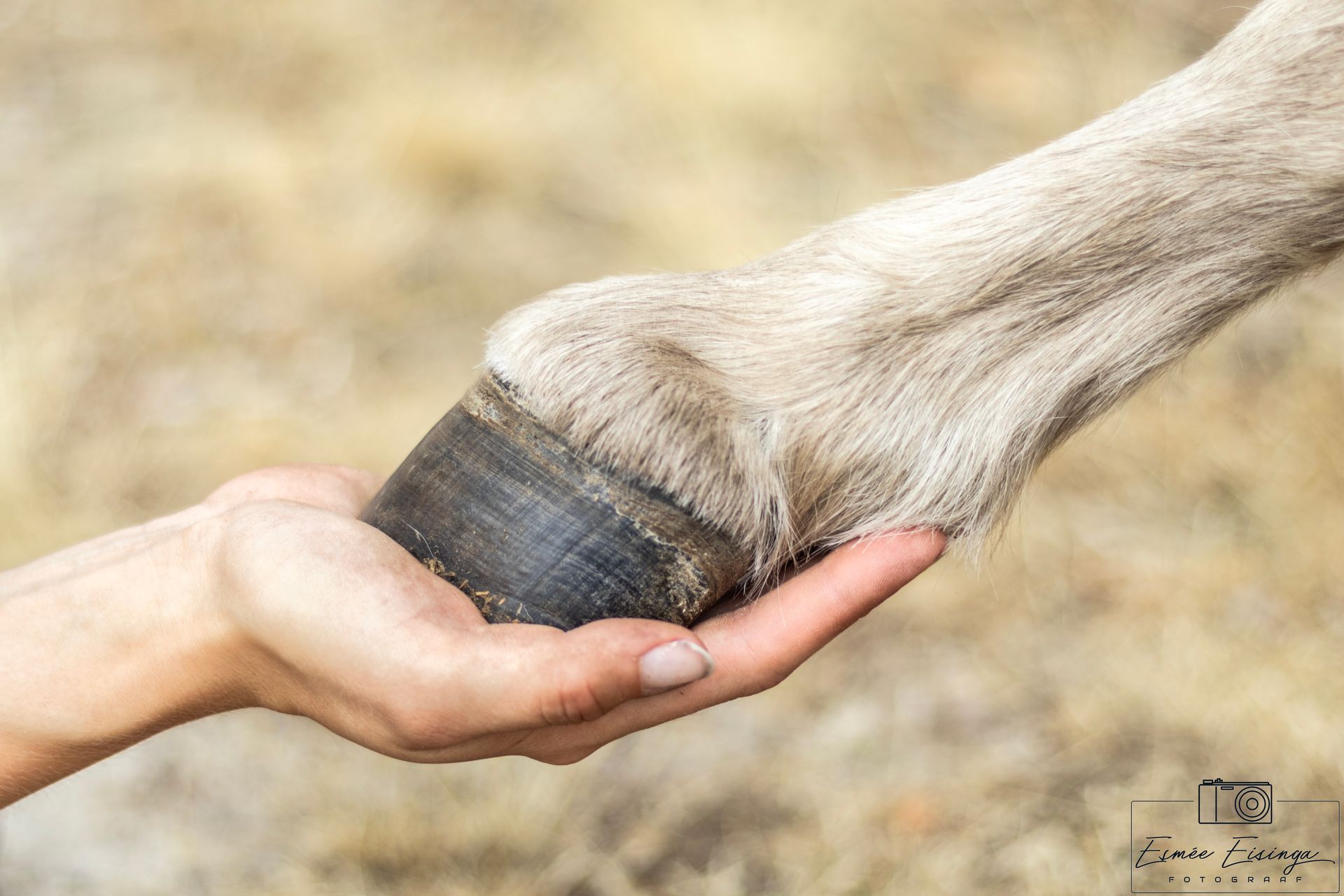 De hand omvat de hoef van een paard; de hoef is donker, het been licht.