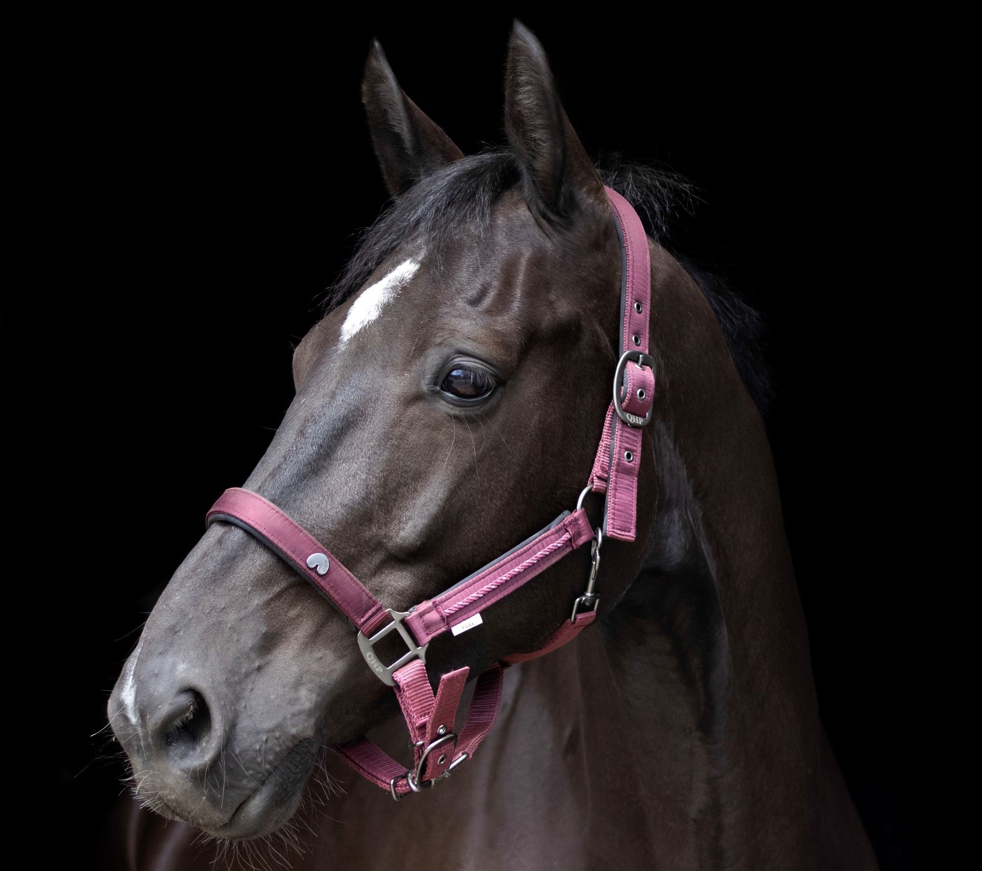 Donker paard met een roze halster, kijkend naar links, tegen een zwarte achtergrond.