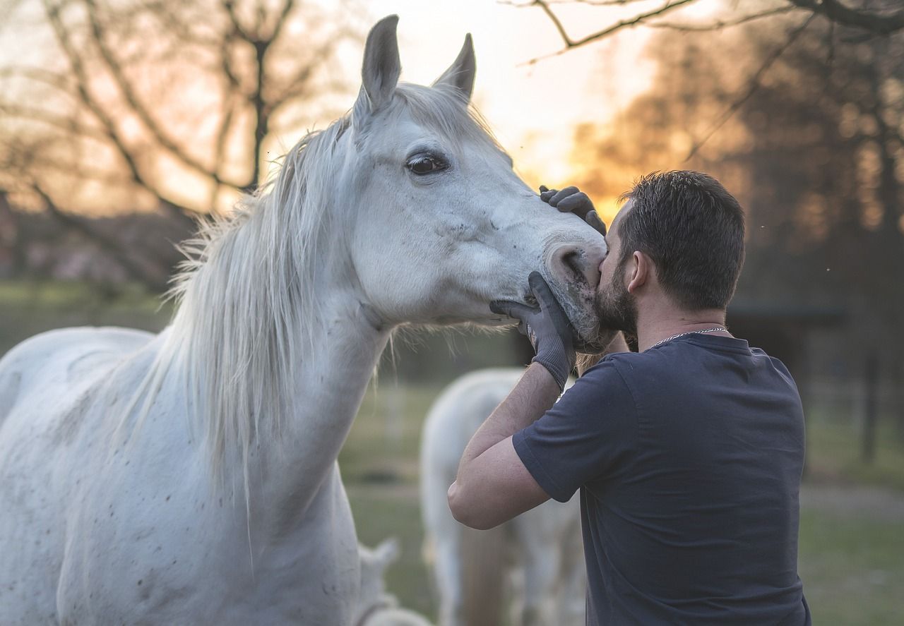 Man kust wit paard in het gezicht; een ander paard op de achtergrond, zonsondergang.