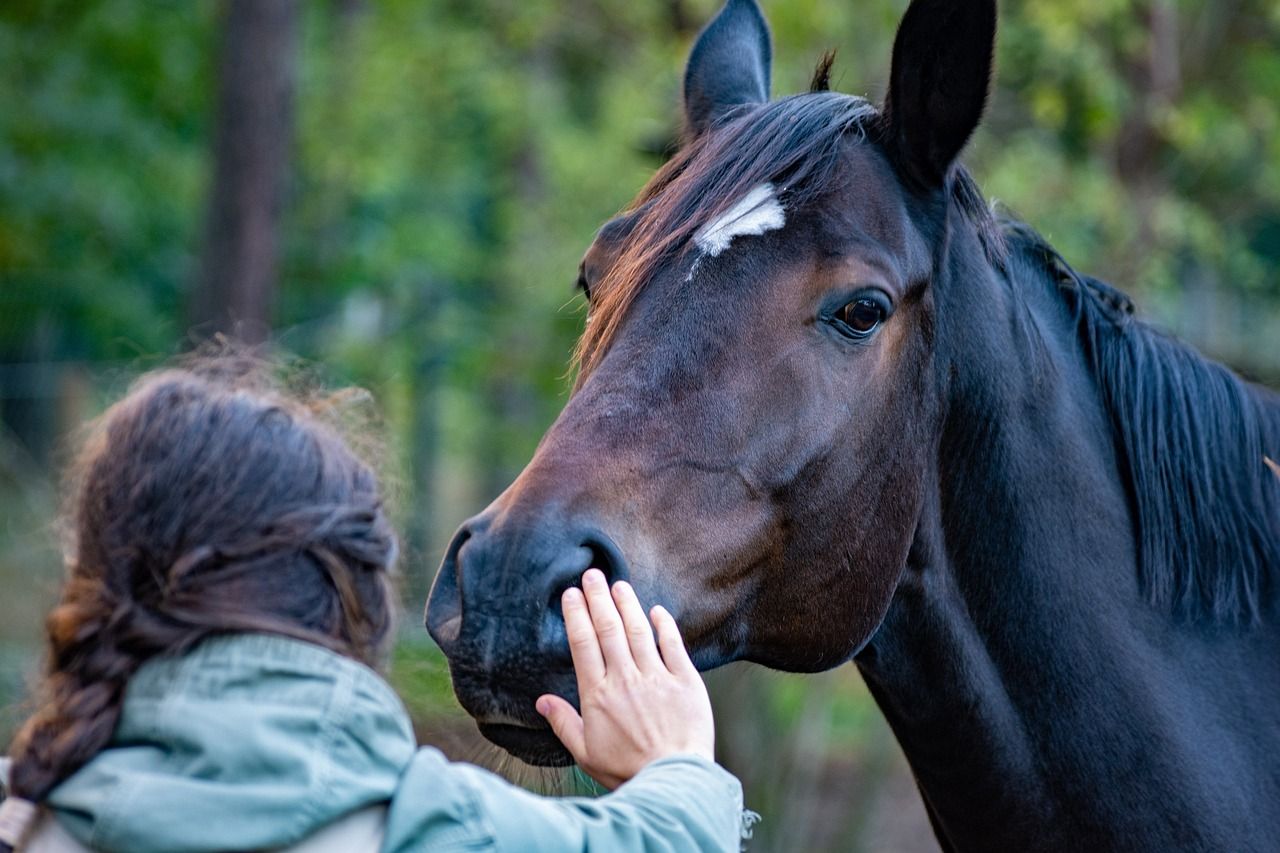 Vrouw aait buiten over de neus van een donkerbruin paard.