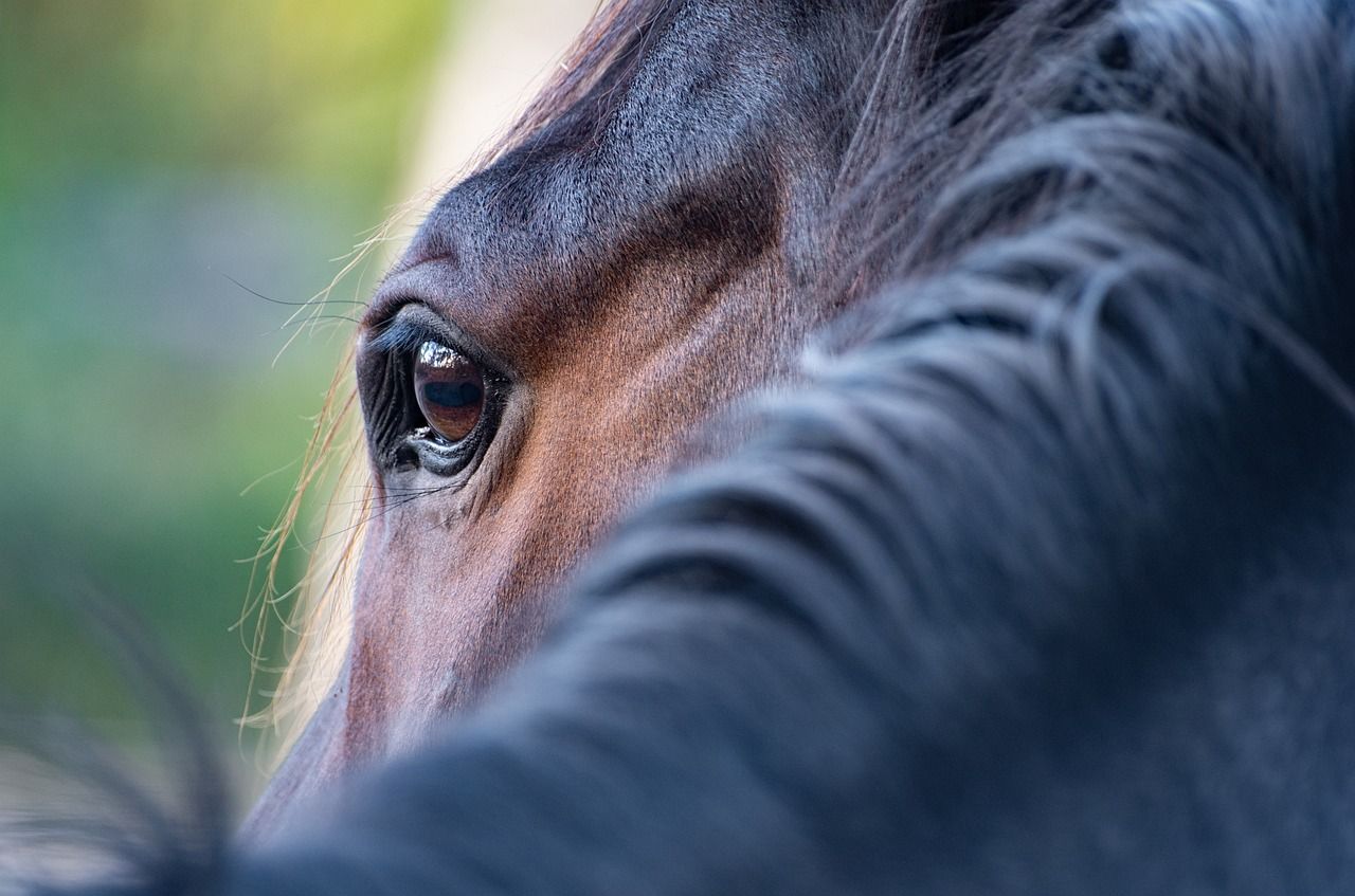Close-up van de ogen en het gezicht van een bruin paard; zwarte manen op de voorgrond; wazige groene achtergrond.