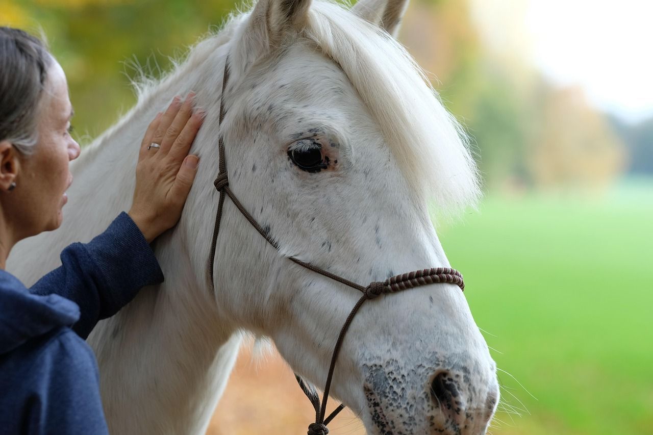 Vrouw aait buiten een wit paard. Weelderige groene omgeving, licht bokeh-effect.