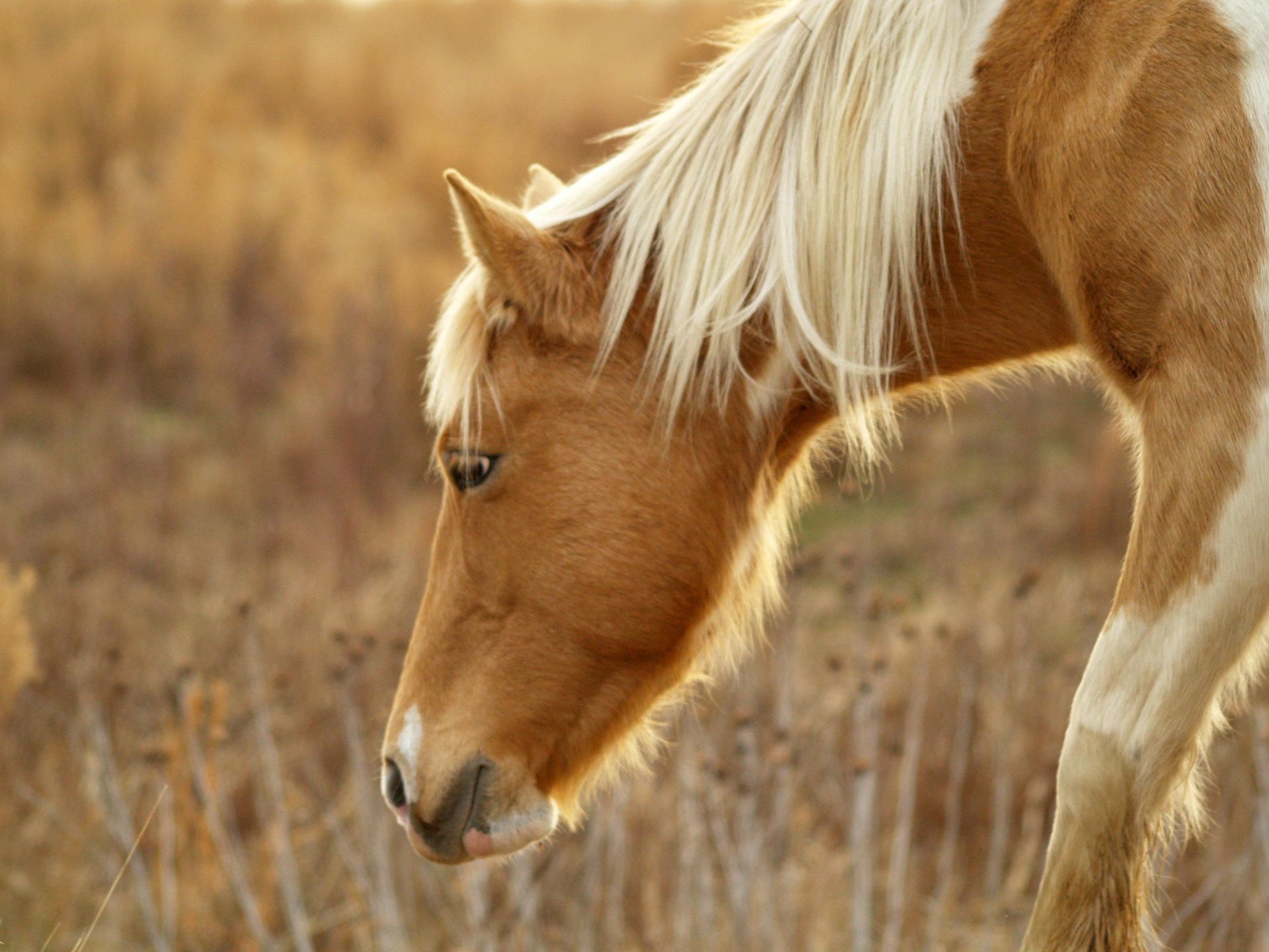 Paard met een goudbruine vacht en blonde manen, grazend in een veld.