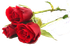 icona fiori